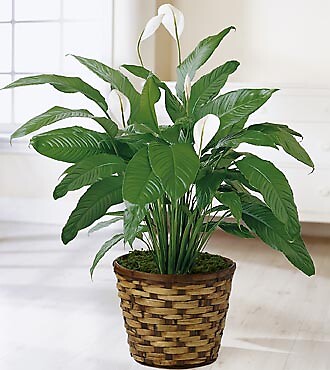 Plants/Dish Gardens